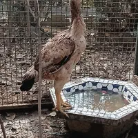 خروس ومرغ لاری