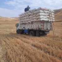 کاه|عمده‌فروشی|نجف‌آباد, حومه نجف آباد|دیوار