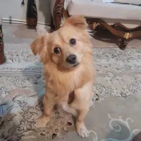 سگ پامر اشپیتز