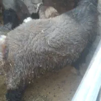بره نرتخمی