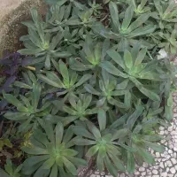 تعداد زیادی گل خورشیدی تو باغچه