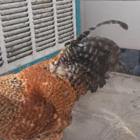خروس جوان و سرحال