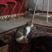 واگذاری گربه ماده