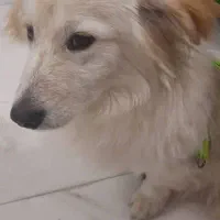 واگذاری باتعهد