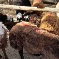 ۱۰بره نره جمعی فروشی