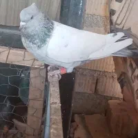 کبوتر سینه سبز|پرنده|شیراز, داریون|دیوار