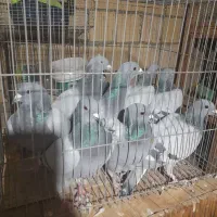 کبوتر پلاکی عربستان و جا اردن|پرنده|اصفهان, خواجو|دیوار