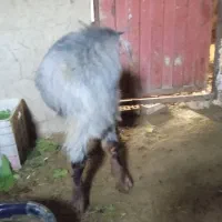 دو عدد بز|حیوانات مزرعه|گلی داغ, |دیوار