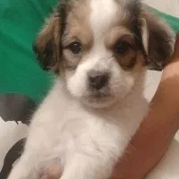 سگ اشپیدز(جانا)