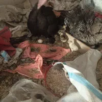 بوقلمون همراه جوجه