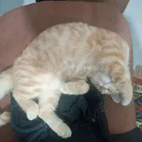 واگذاری گربه