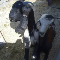 بز پاکستانی|حیوانات مزرعه|شیراز, گچی|دیوار