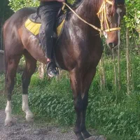 دوعدد نریان تروبرد