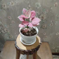 گل آپارتمانی|گل و گیاه طبیعی|کرج, کوی کارمندان جنوبی|دیوار