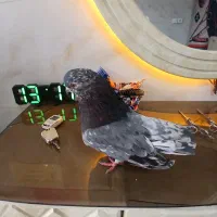 کفتر کبوتر سرور