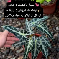 آهای آهای گل دارم گلای خوشرنگ و خوشگل و خاص دارم|گل و گیاه طبیعی|تهران, سعادت‌آباد|دیوار