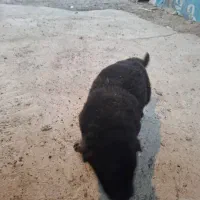 توله ژرمن|سگ|سنگر, |دیوار