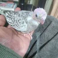 جوجه عروس هلندی سرلاکی کاملا سالم سرحال|پرنده|ساری, |دیوار