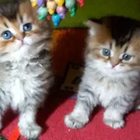 گربه اسکاتیش ۳ عدد