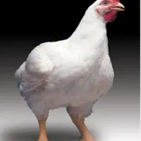 مرغ زنده وپرکنده ارسال رایگان