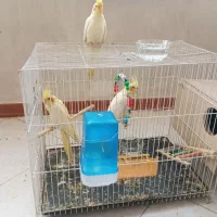 عروس هلندی
