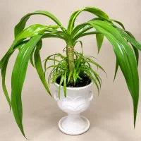 گل سوسن بزرگ وزیبا