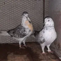 کبوتر پرشی ....|پرنده|فریدون‌کنار, |دیوار