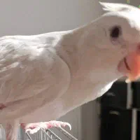 عروس هلندی نژاد آلبینو