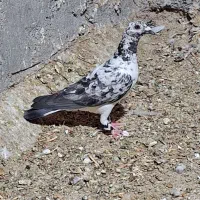 کبوتر ماده|پرنده|فسا, |دیوار