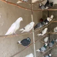 فروش کبوتر