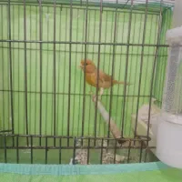 دو عدد قناری نر مست