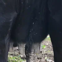 گاو دورگ ۱۵ روز مانده به زایمان|حیوانات مزرعه|رشت, پسیخان|دیوار