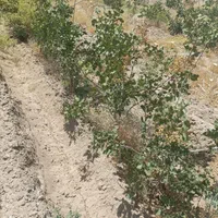 یک ونیم هکتار باغ پسته ۵ساله پیوند احمد اقایی|فروش زمین و ملک کلنگی|نی‌ریز, |دیوار