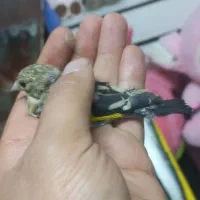 سهره  جوجه کال