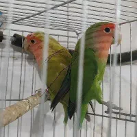 کوتوله برزیلی طوطی برزیلی گرینچیک|پرنده|آباده, |دیوار