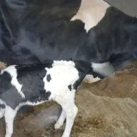 گاوه و گوساله