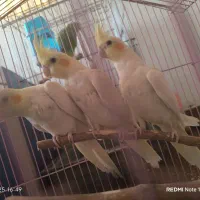 عروس هلندی|پرنده|زنجان, |دیوار