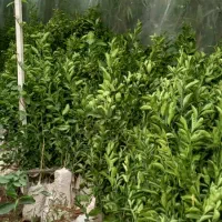 درخت و نهال مرکبات