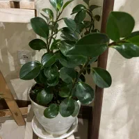 گل و گلدان|گل و گیاه طبیعی|تهران, هوانیروز|دیوار