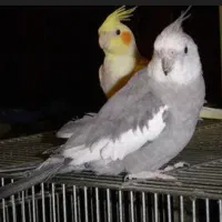 عروس هلندی نر و ماده معاوضه جفت کبوتر یا ساعت