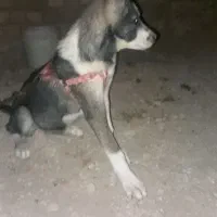 سگ توله هاسکی نر چشم آبی معاوضه دارم