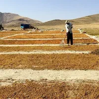 کشمش سبزه انگوری(دودی) و تیزآبی