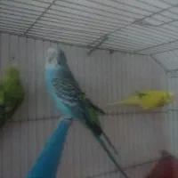 مرغ عشق سالم دستی