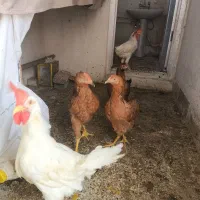 مرغ وخروس زنده
