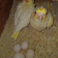 عروس هلندی با جوجه