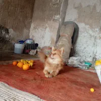 سگ زینتی|سگ|جهرم, |دیوار