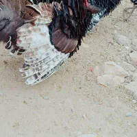 فروش بوقلمون نر محلی سرحال|حیوانات مزرعه|دهدشت, |دیوار