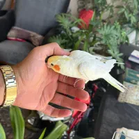 عروس هلندی سخنگو و تخس|پرنده|اصفهان, قلعه طبره|دیوار