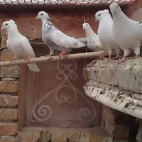 کبوتر باش بالا250