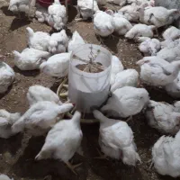 مرغ گوشتی ماشینی  ارگانیگ